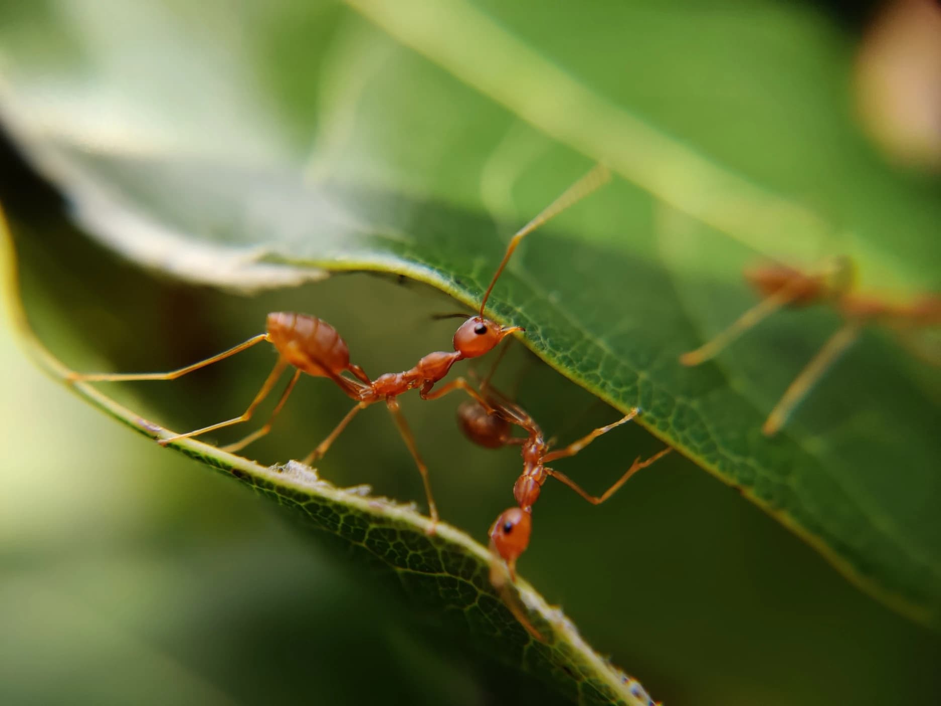 Ants crawling on green leaves
