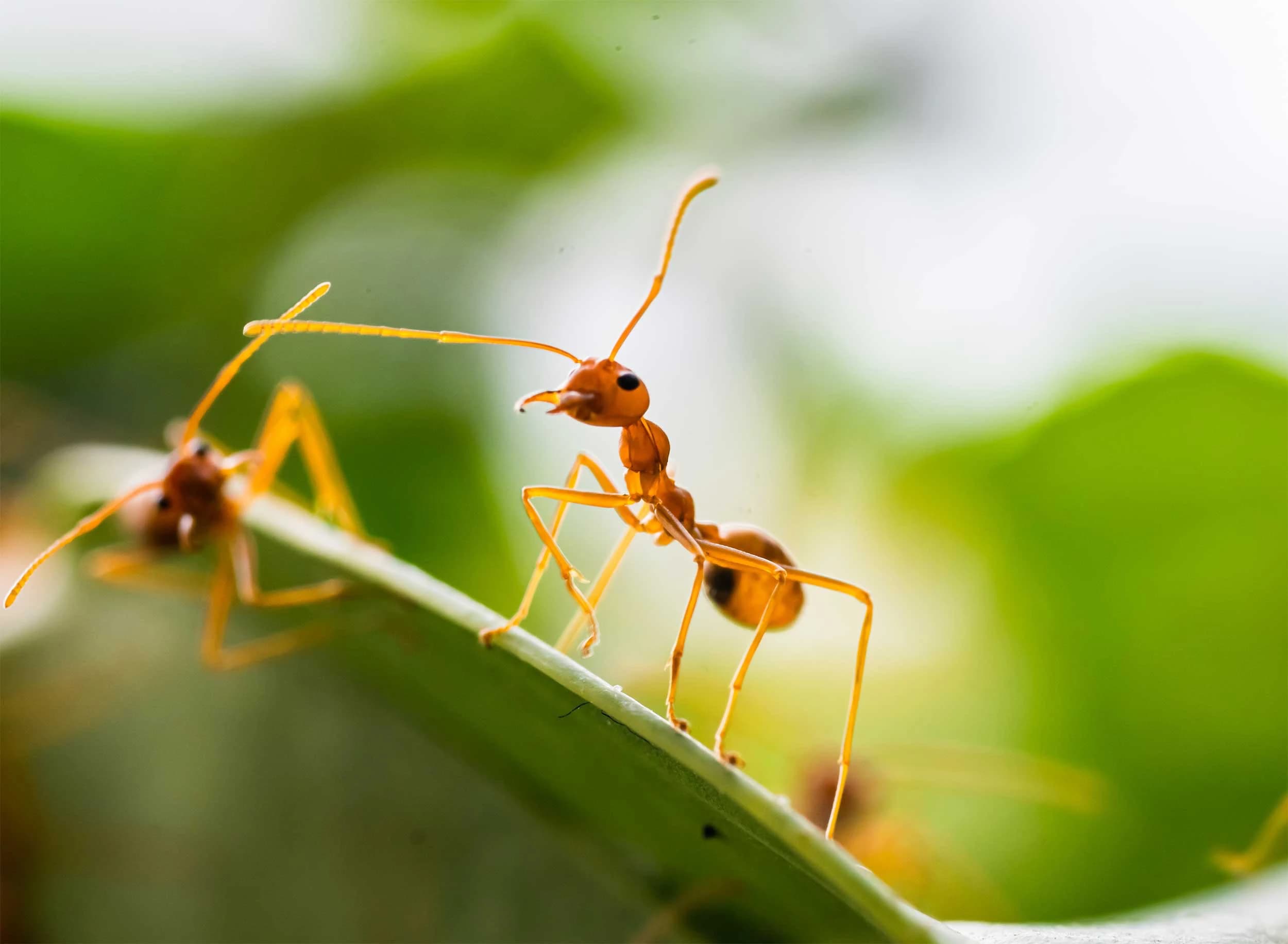 Macro shot of ants crawling on a vibrant green leaf