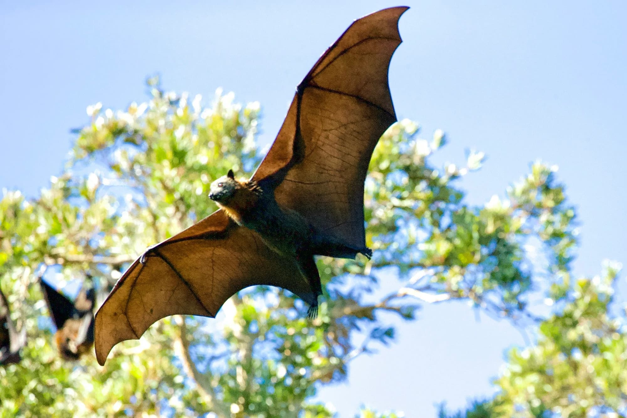 A bat flying