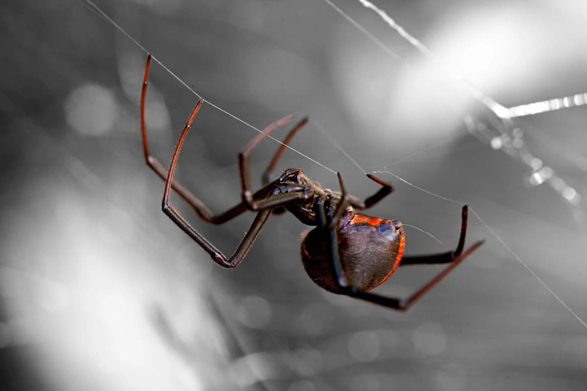 A black widow spider on her web