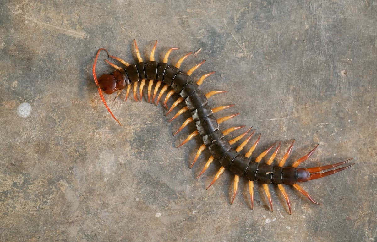A centipede