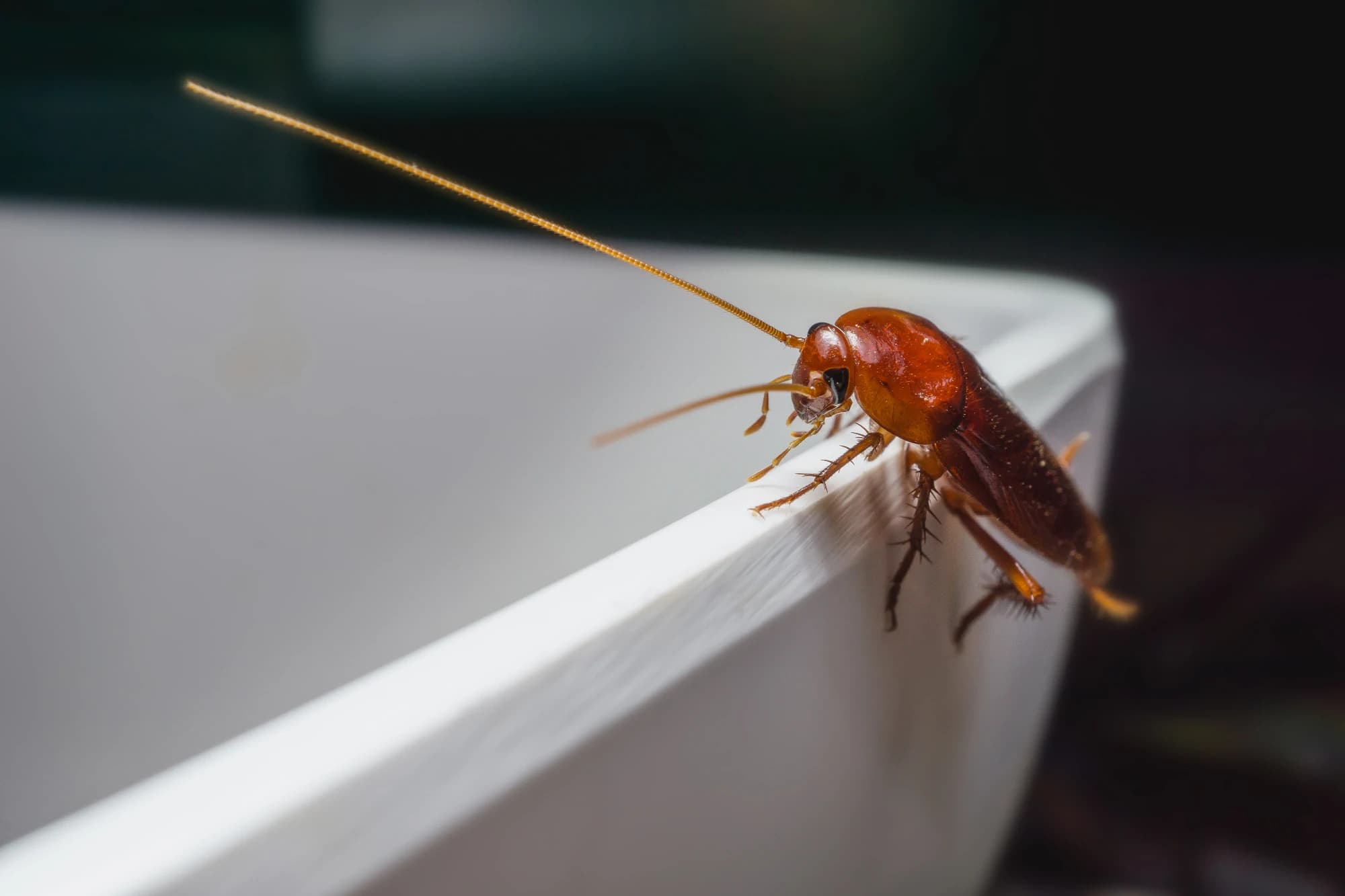 A cockroach on a bowl