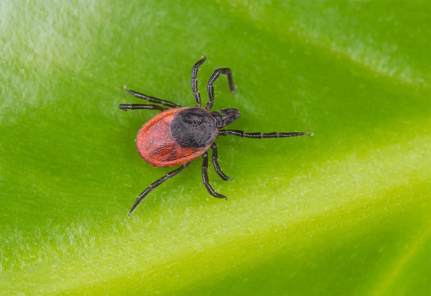 Deer tick