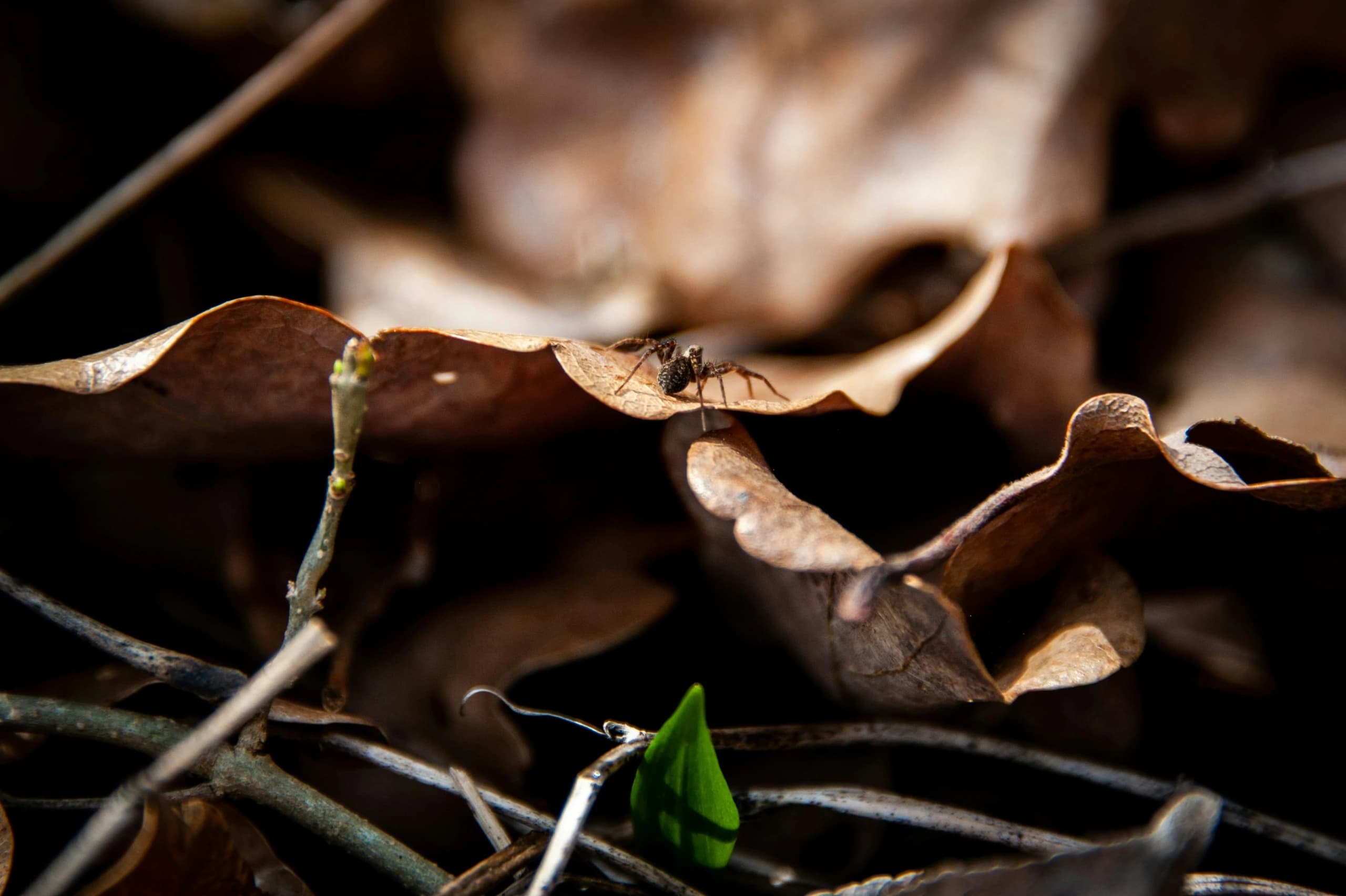 a spider crawling over fallen leaves