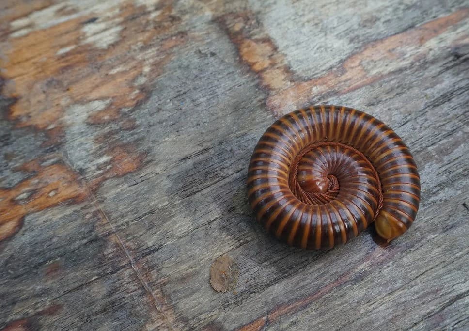 A millipede curled up