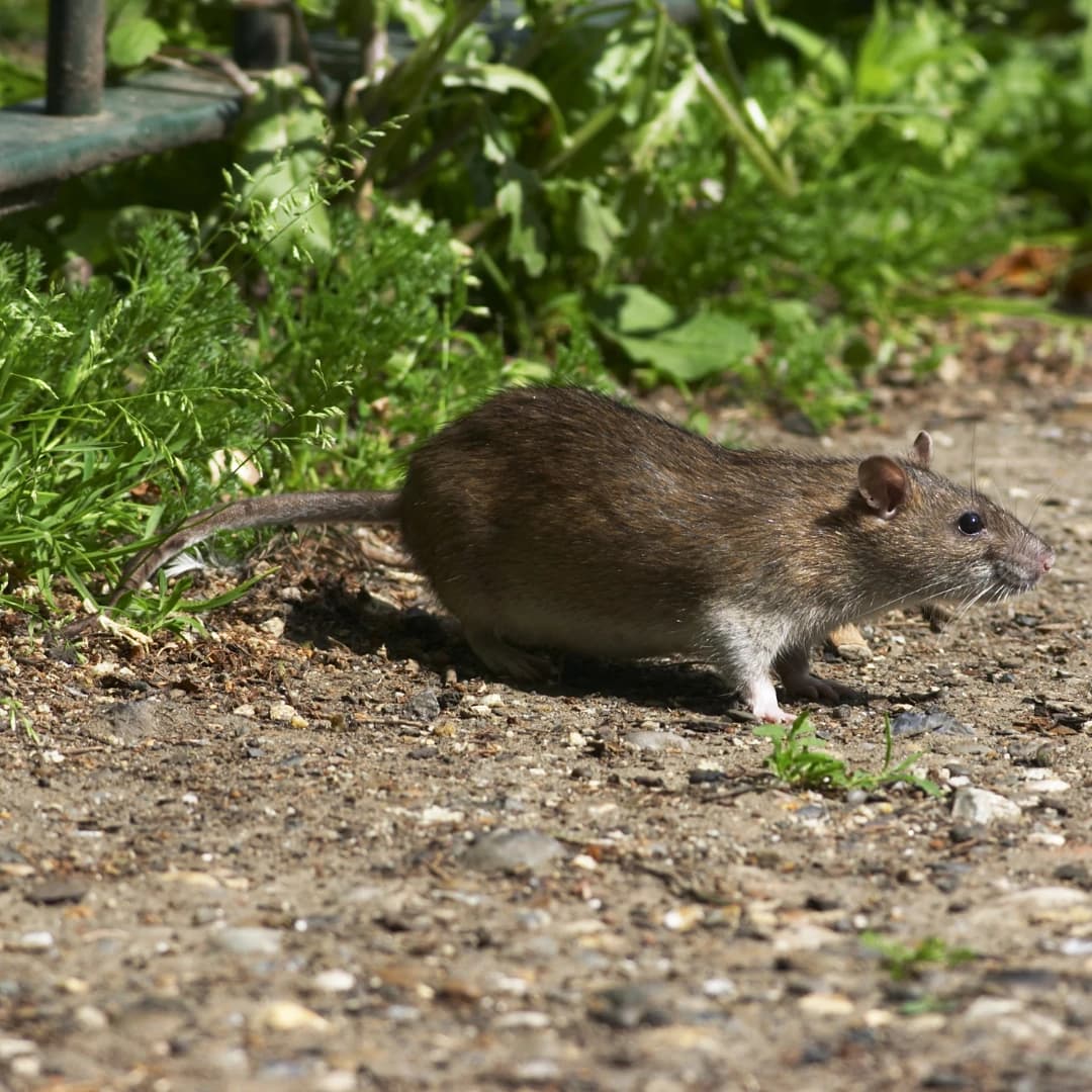 A Norway rat