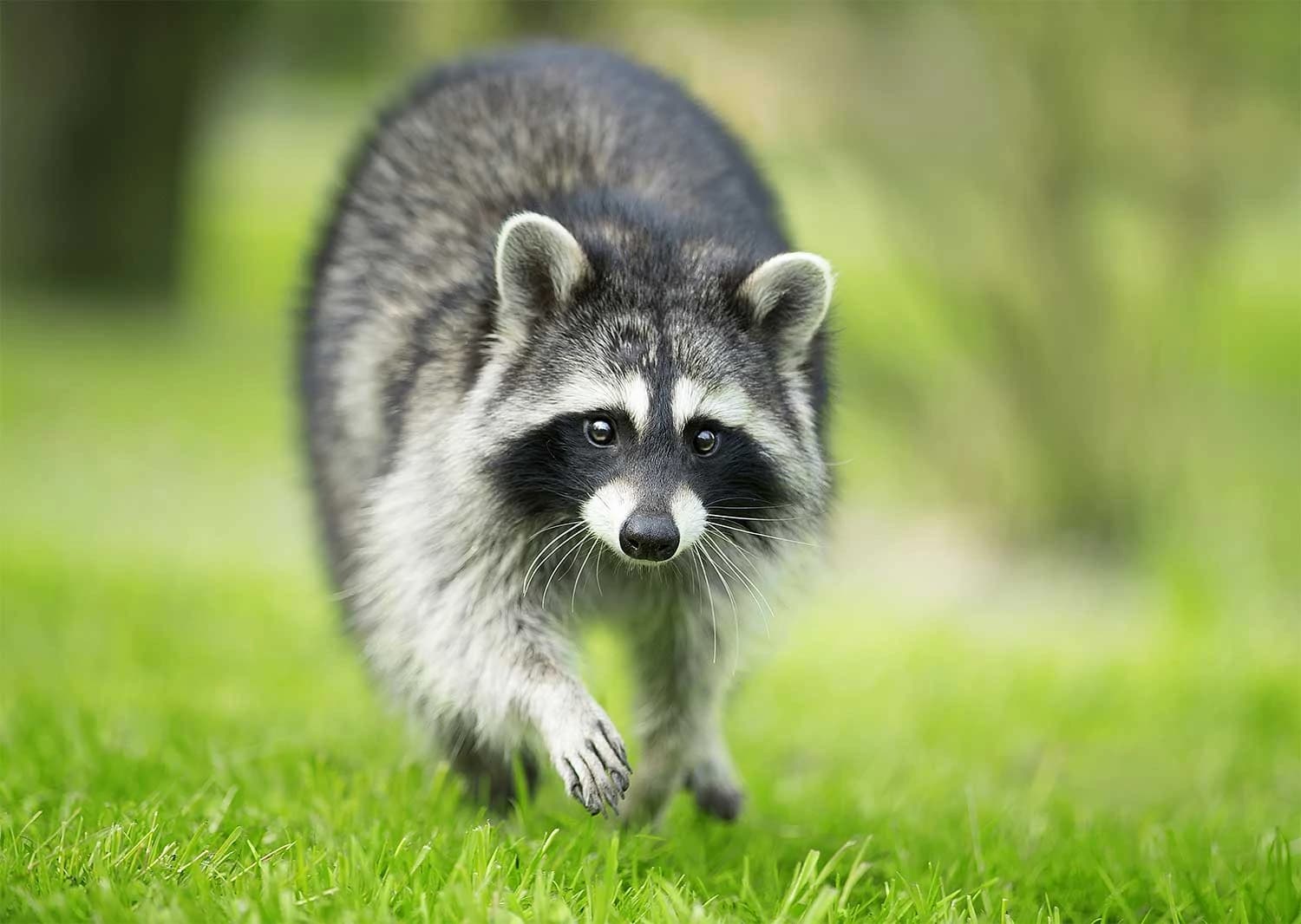 Racoon walking through a grassy field