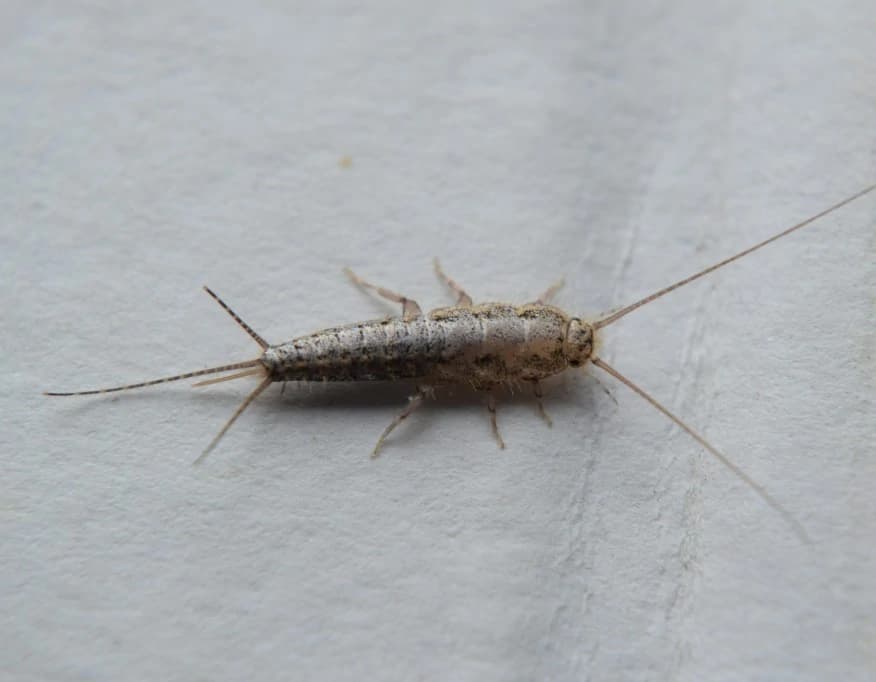 A silverfish
