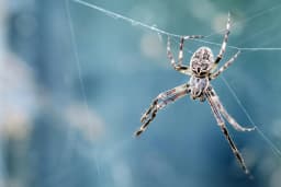 A spider on her web