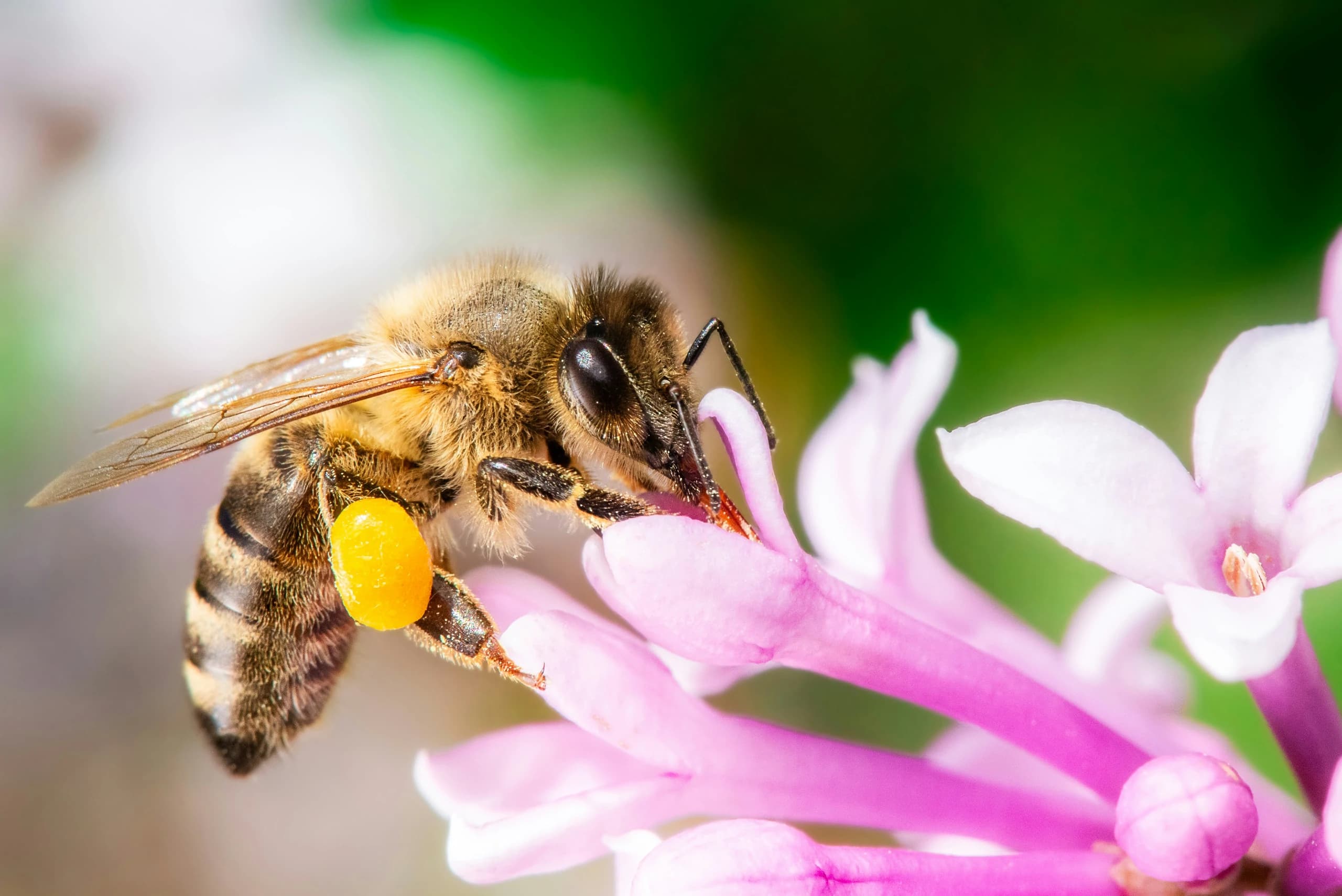 a bee pollinating a vibrant pink flower