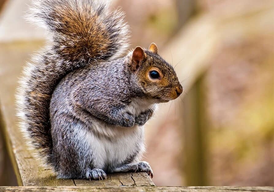 A gray squirrel