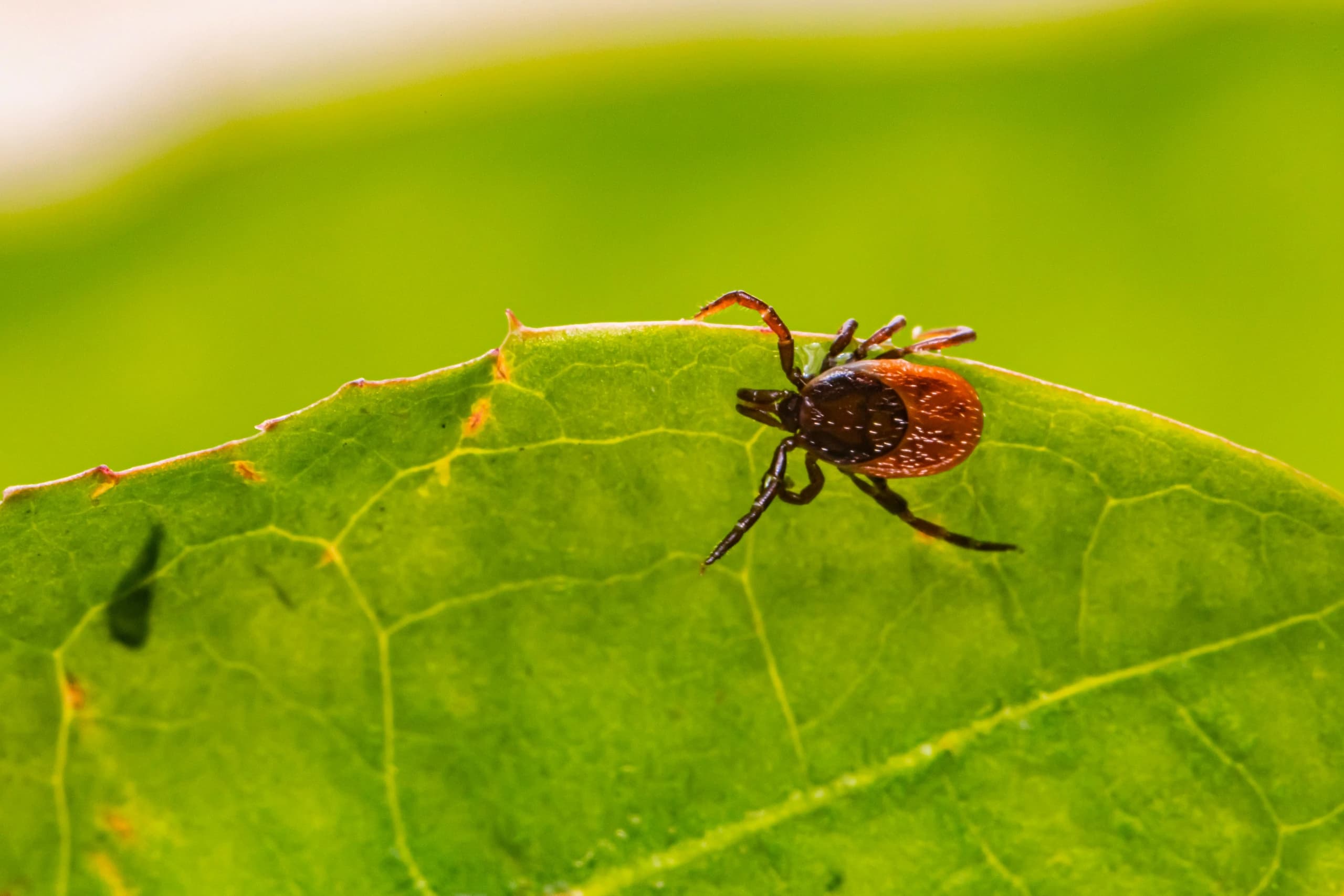 a deer tick crawling on a bright green leaf