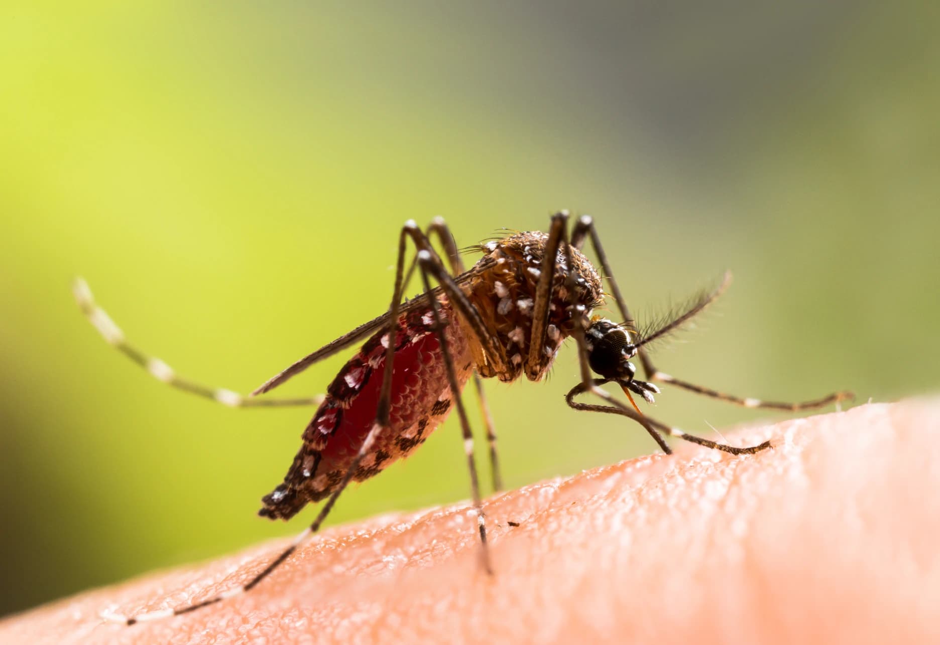 Yellow fever mosquito