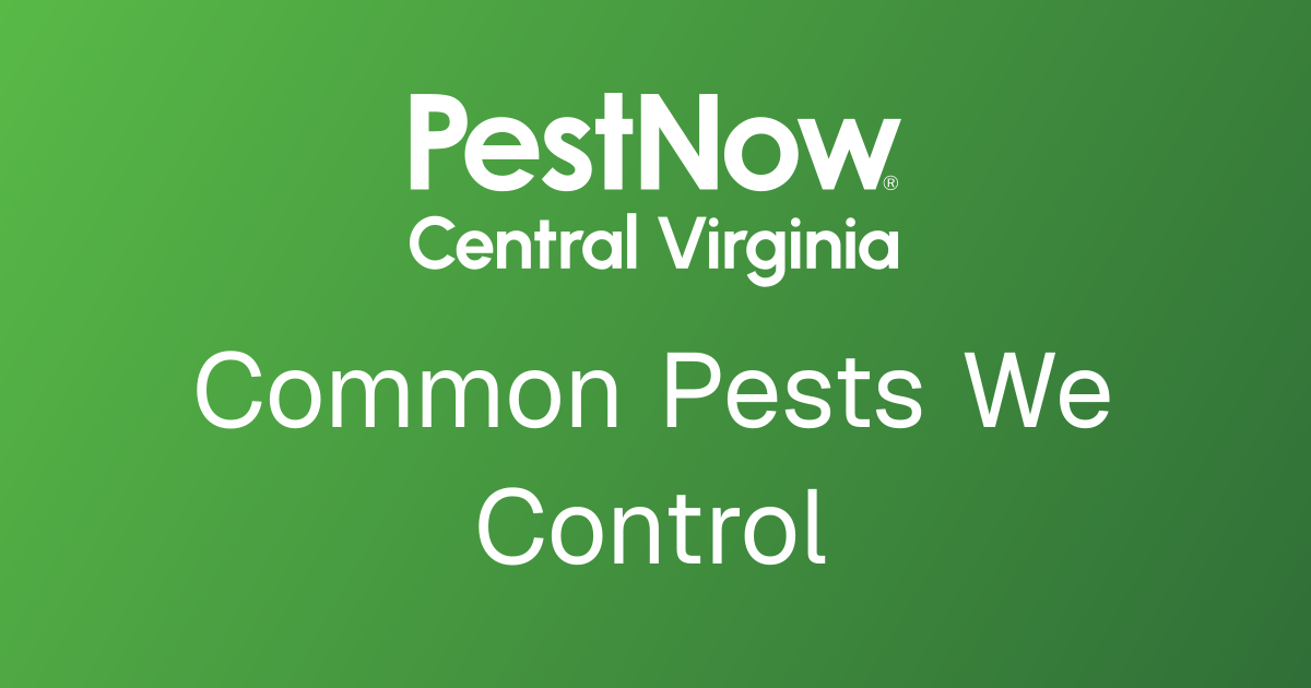 Local Seasonal Pest Extermination | PestNow of Central Virginia