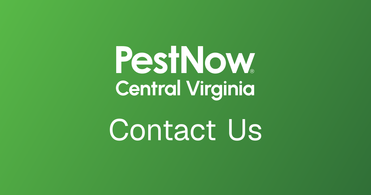 Contact PestNow of Central Virginia