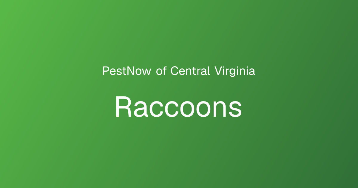 Raccoon Control Services | PestNow of Central Virginia