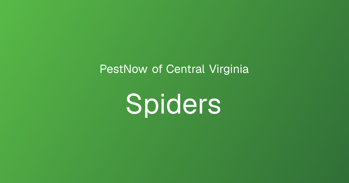 Spider Control Services | PestNow of Central Virginia