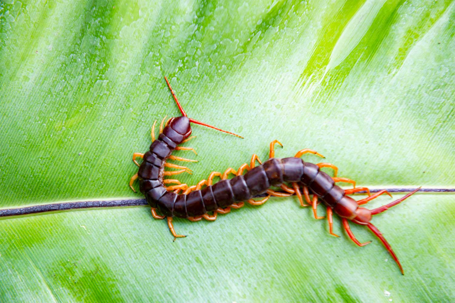 Centipede Pest Control | Get Rid of Your Centipede Problem | PestNow CVA