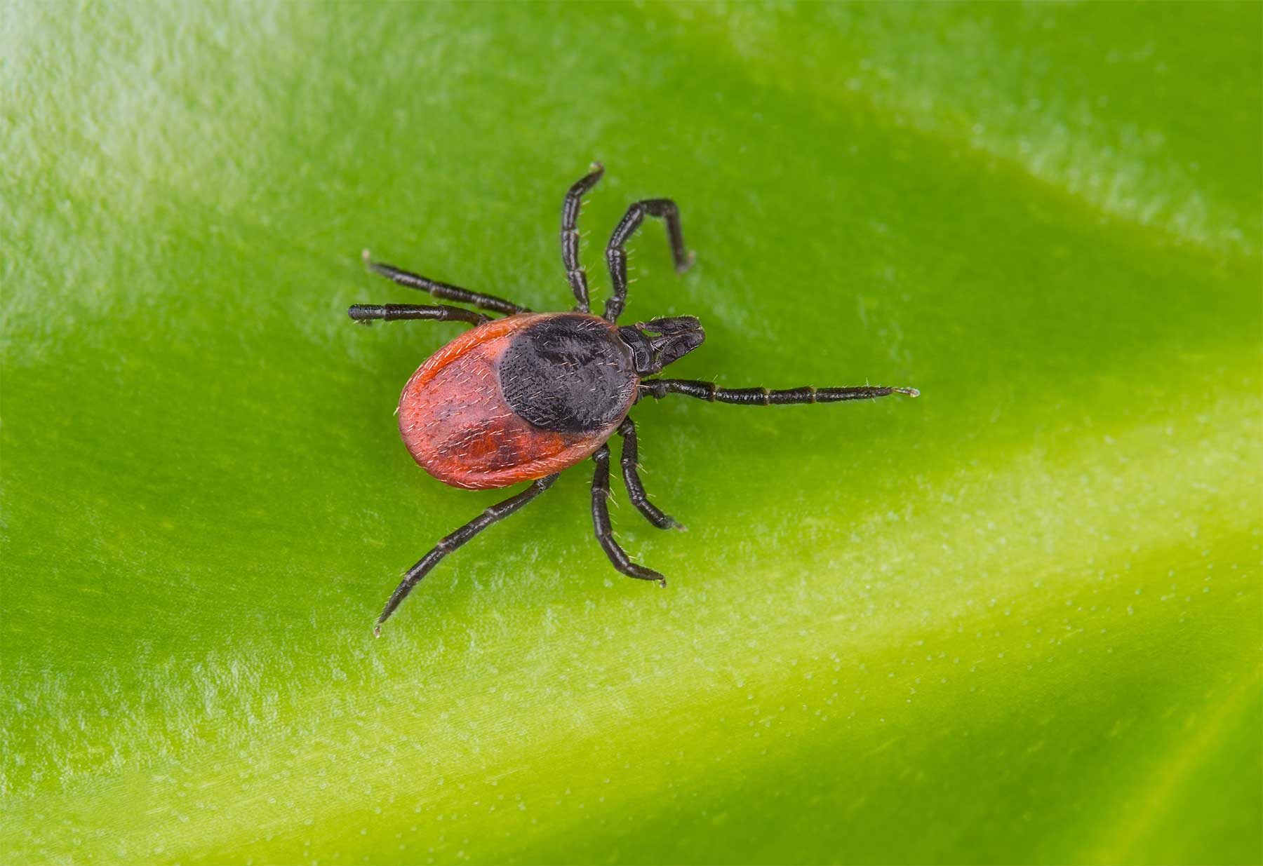 Tick Pest Control | Get Rid of Your Tick Problem | PestNow CVA