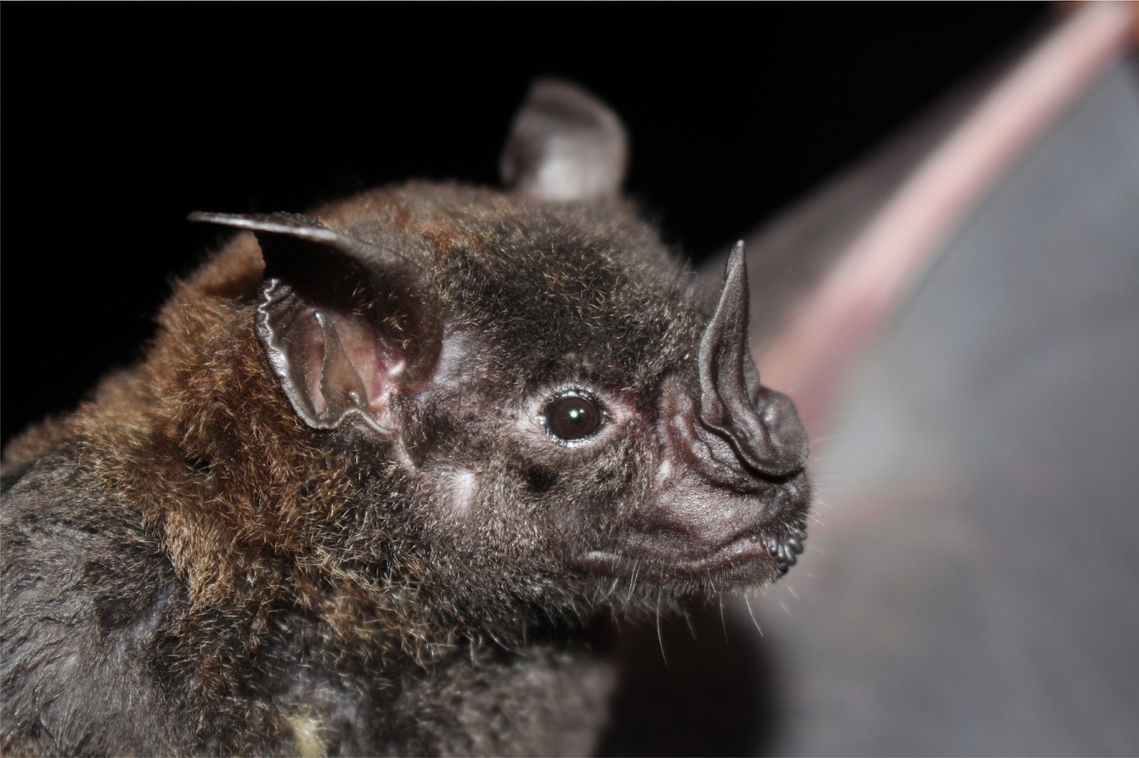 A Close-Up Shot of a Murcielago Bat