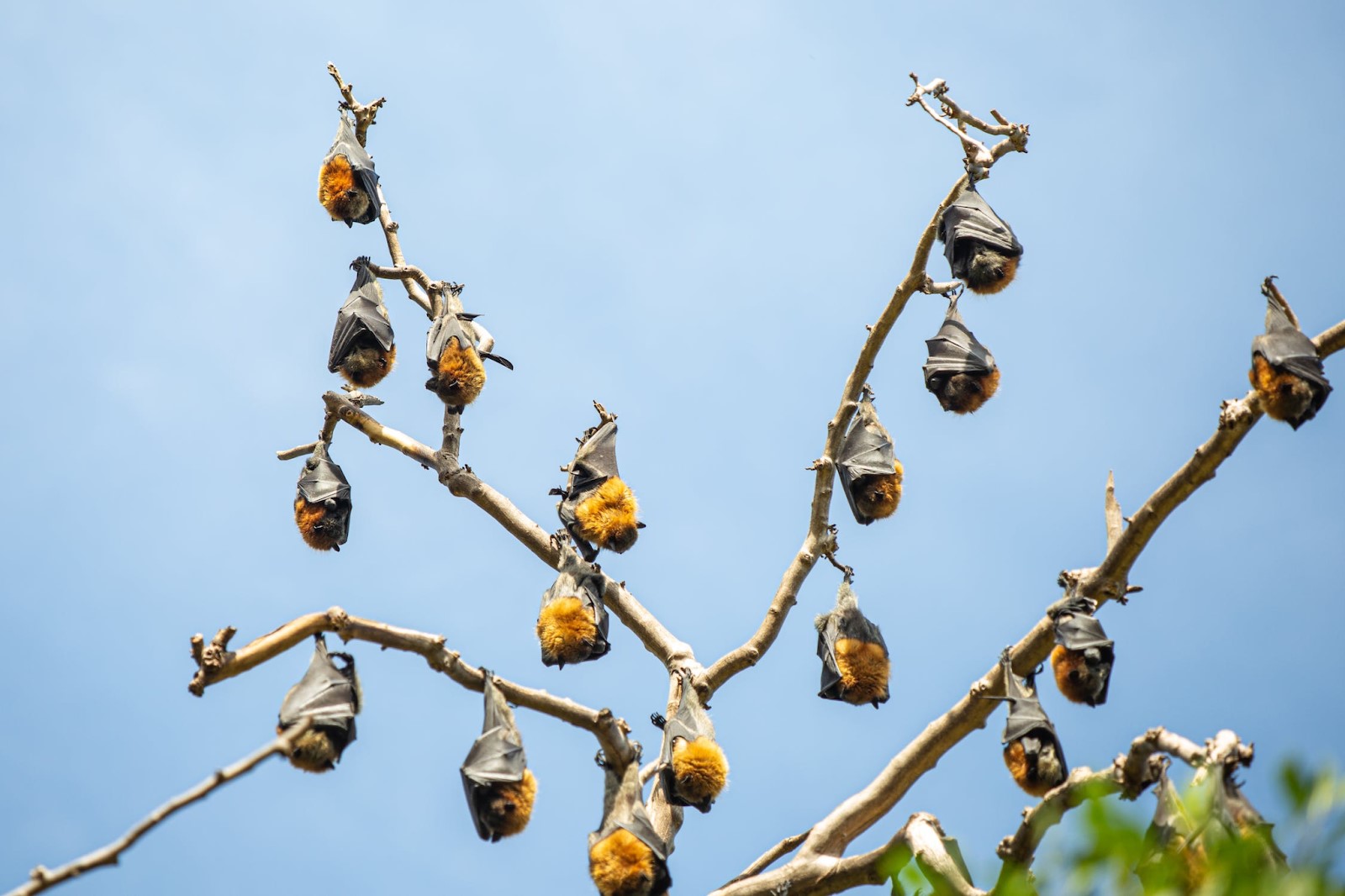 Bats Hanging Upside Down on Branches