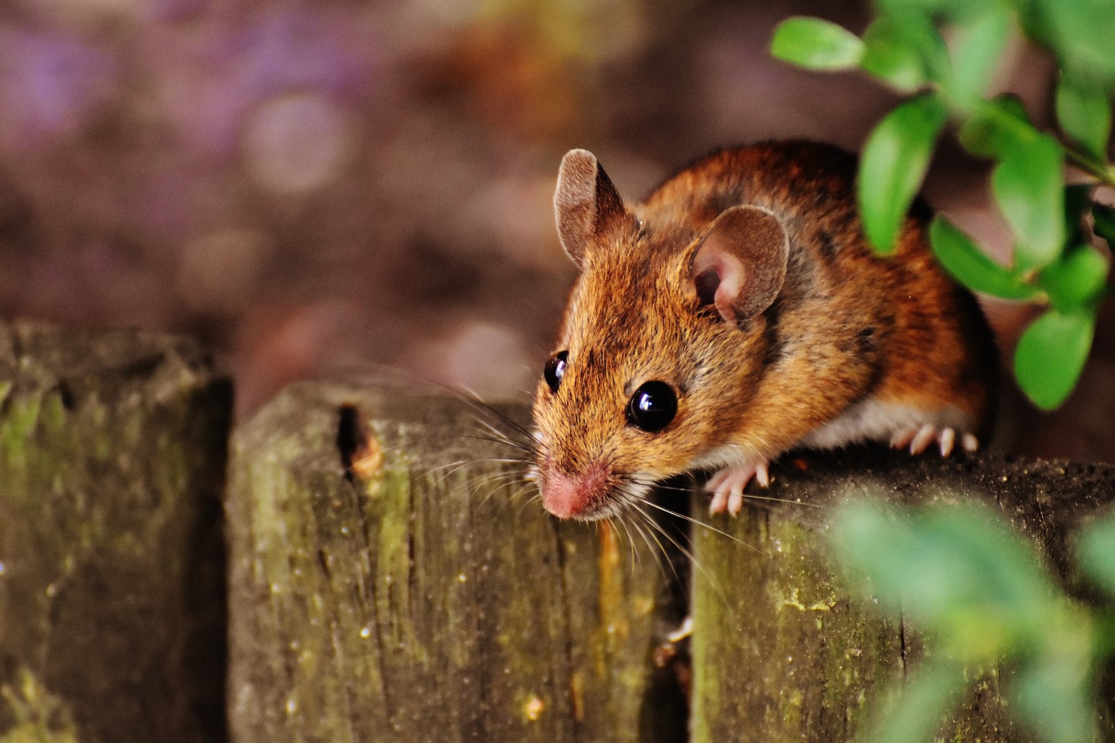 Brown mouse on top of a fence post