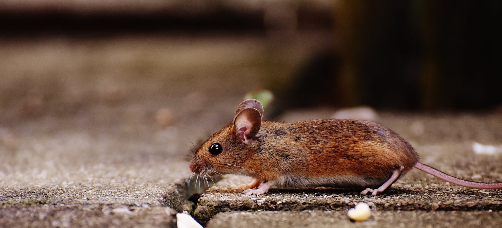 Brown mouse sits on brown concrete sidewalk