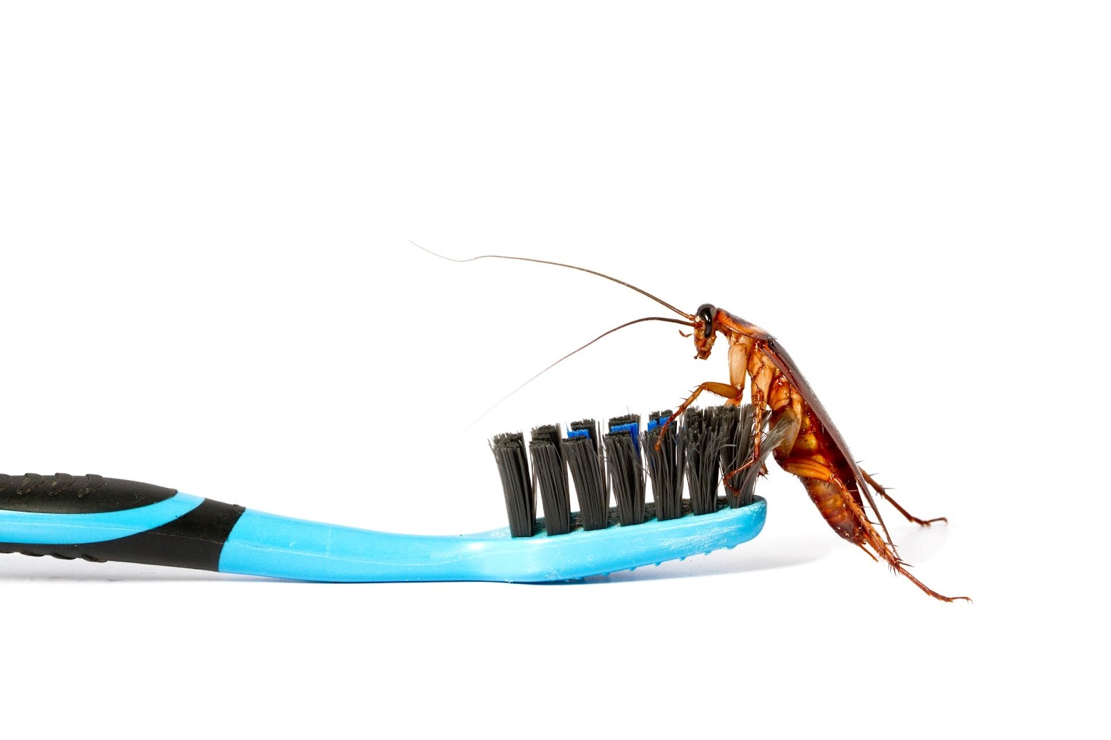 Close up of cockroach on toothbrush on white background