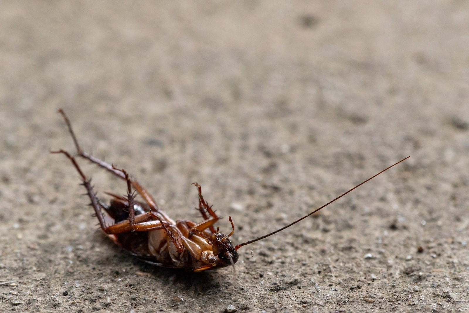 Cockroach Lying on Its Back on the Ground