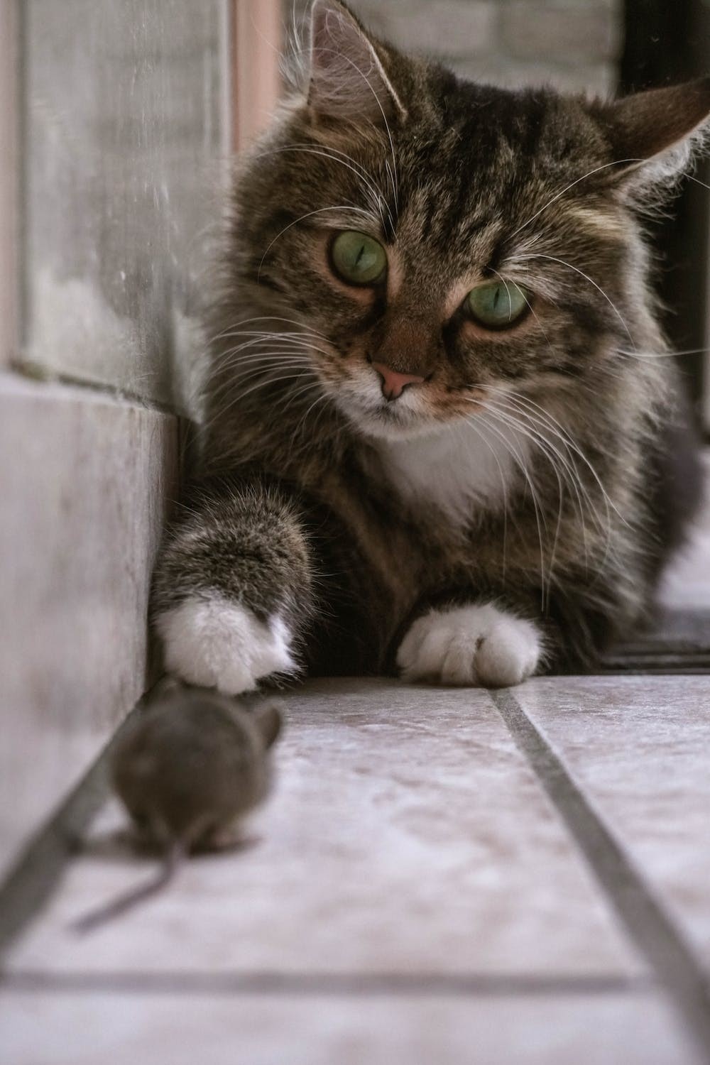 Fluffy cat stalking a mouse in his house