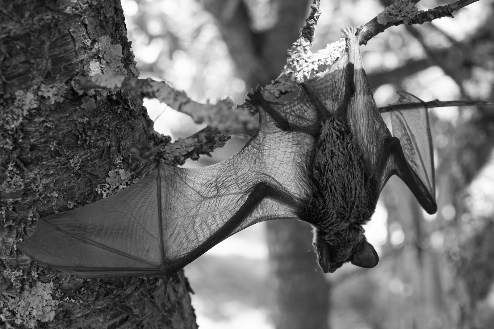 Grayscale Photo of a Bat Hanging on a Tree Branch