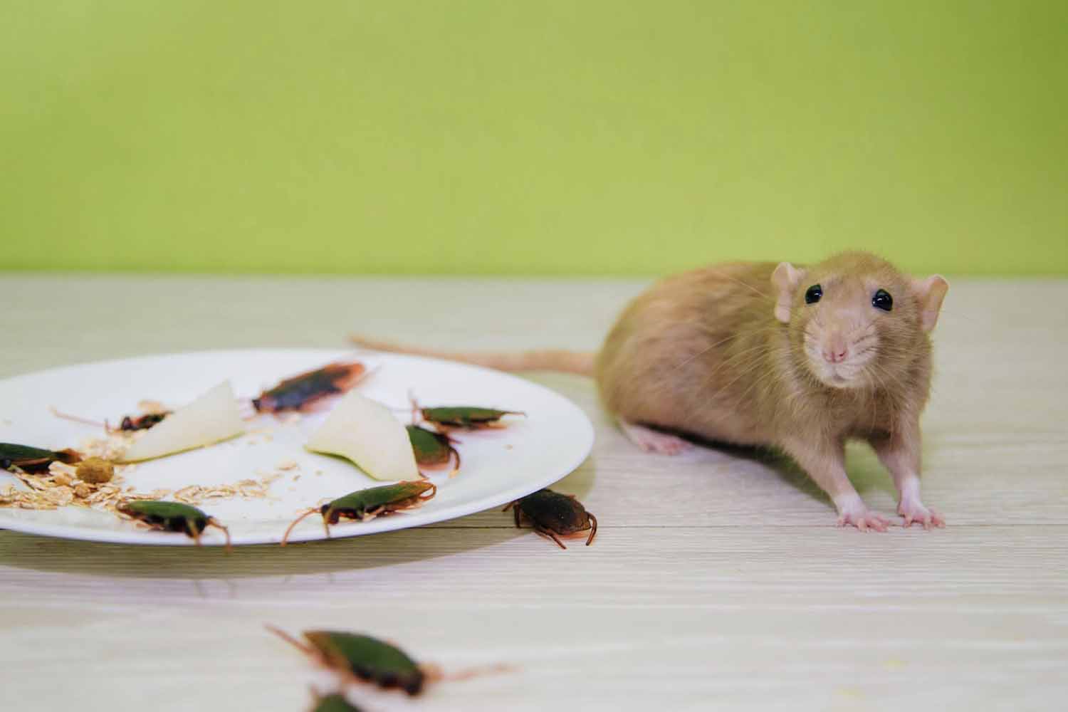 brown rat next to a white plate covered with cockroaches