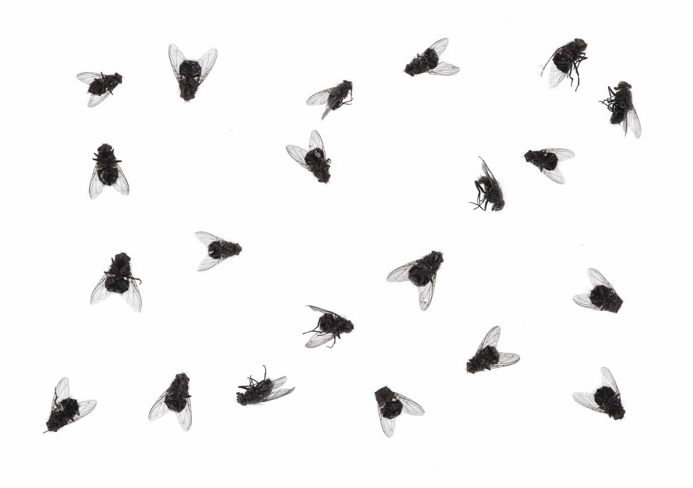 many black flies on a white background
