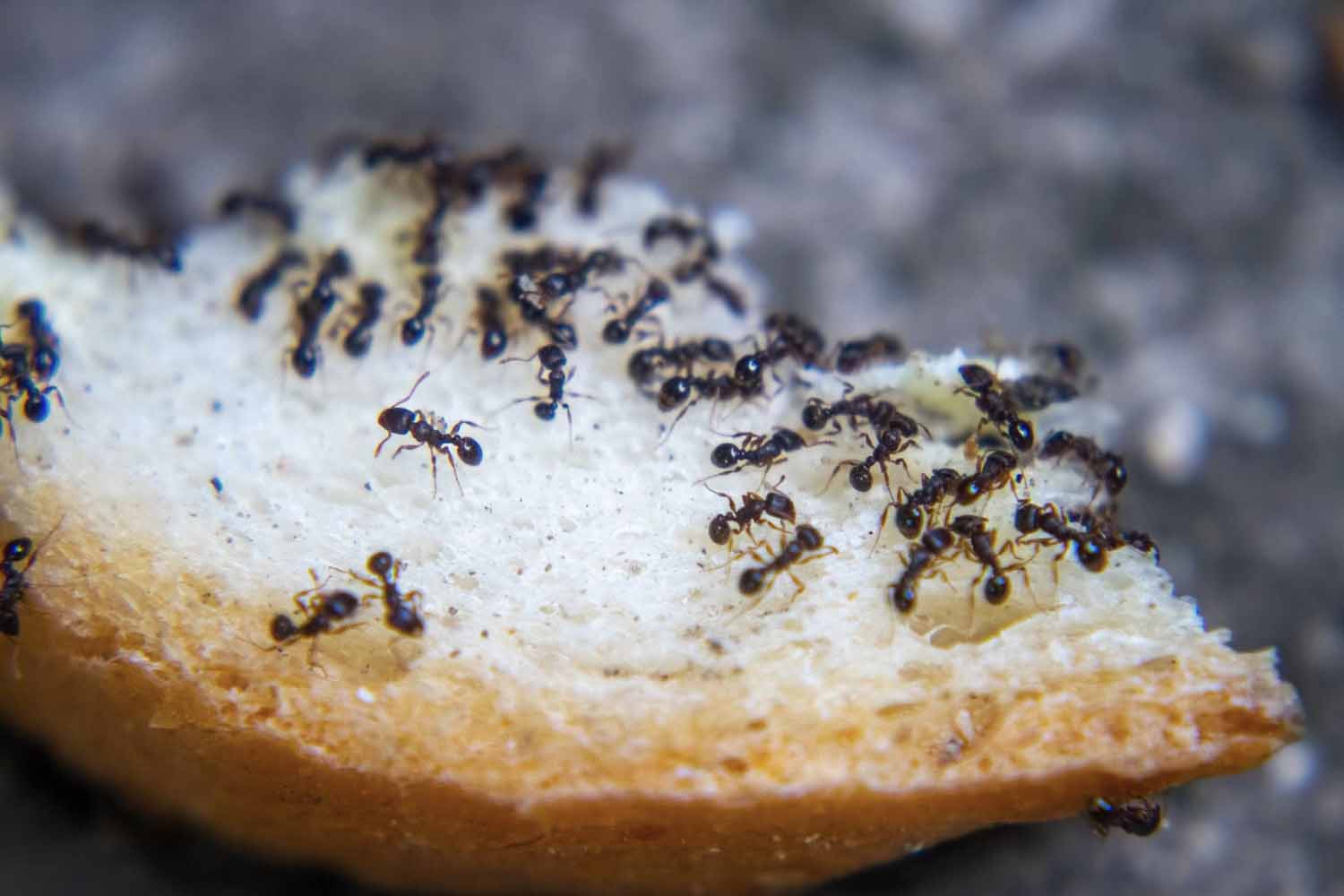 closeup of ants eating fresh baked bread