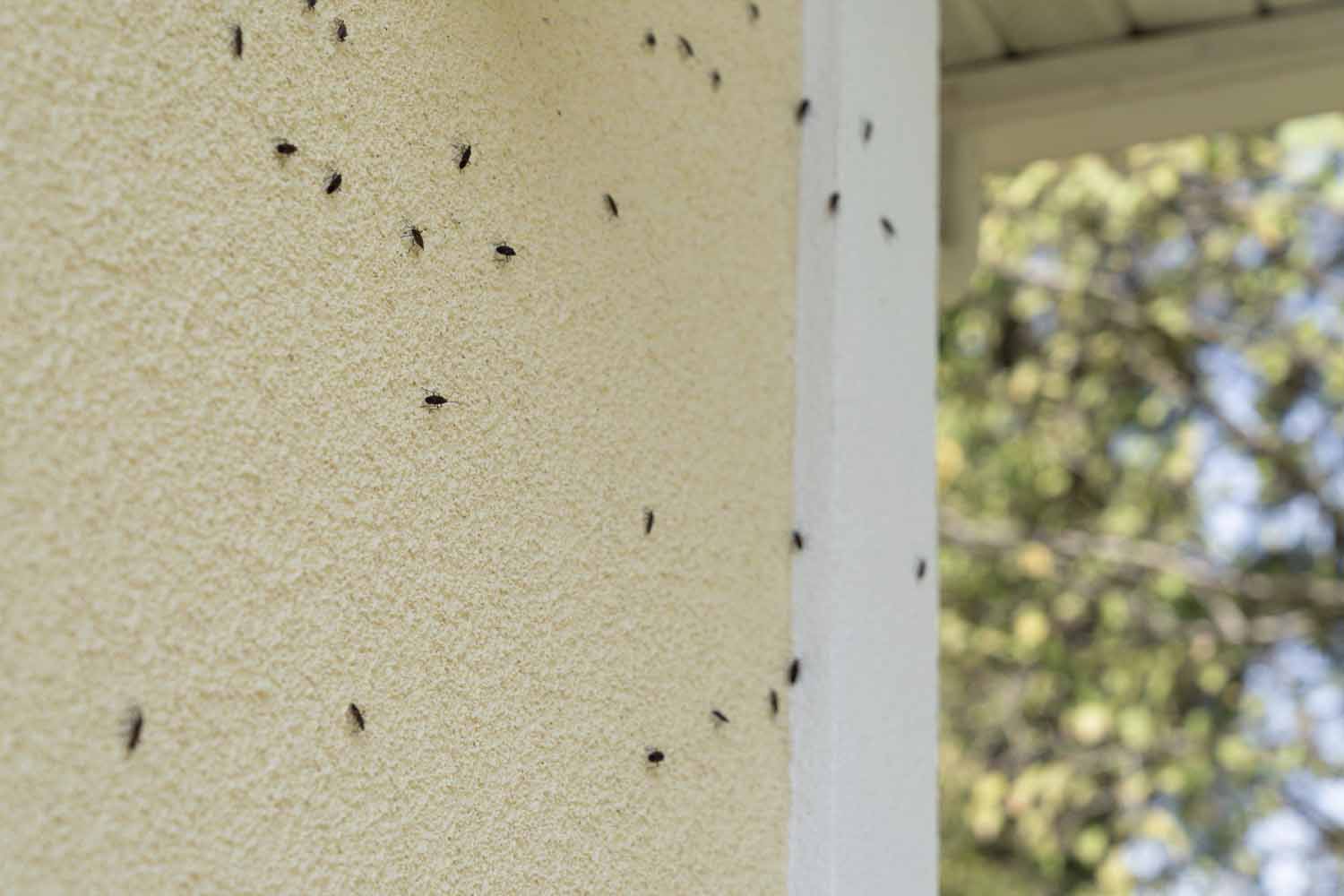 Box Elder bugs swarm and infest the siding of a house in the fall