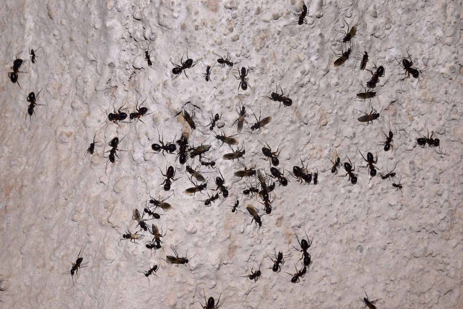 Black ants all over the wall of a house