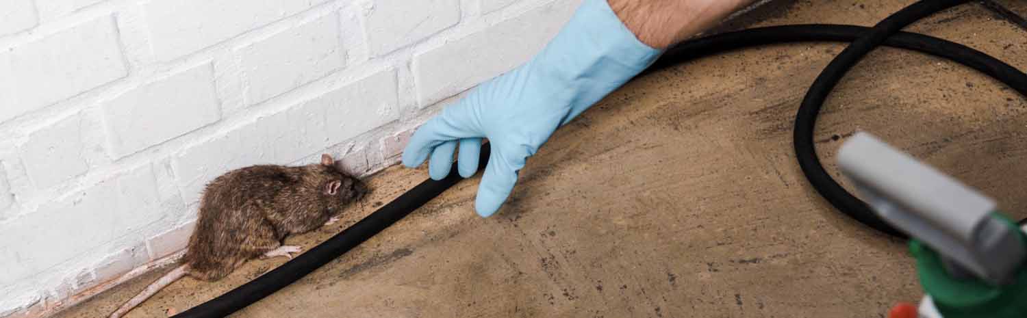 Panoramic shot of exterminator in latex glove catching rat near brick wall