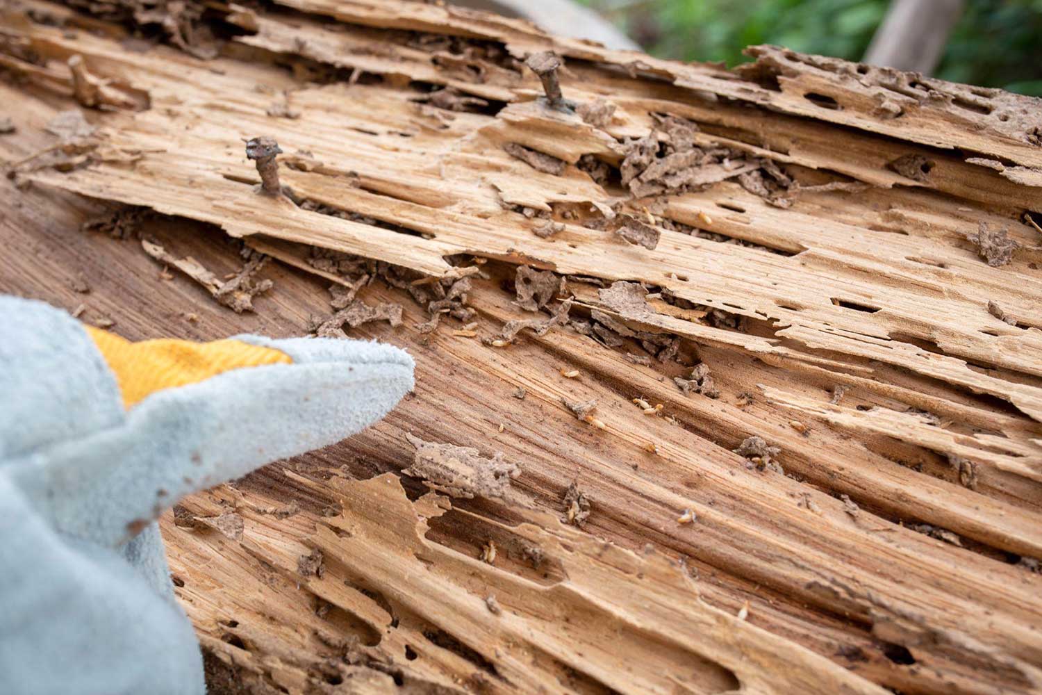 Wood eaten by termites