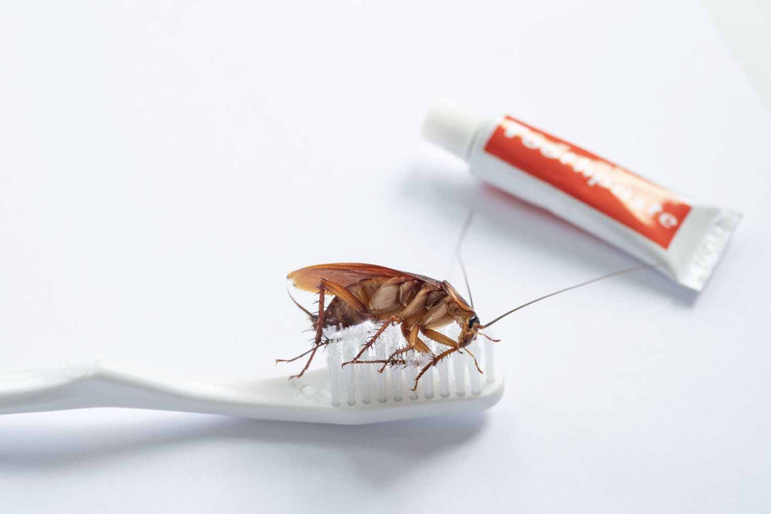 Disease-carrying cockroach on a white toothbrush next to tube of toothpaste