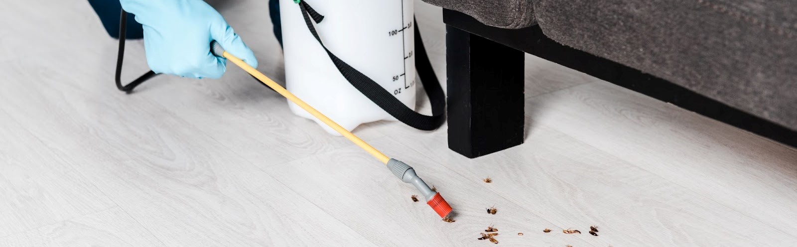 panoramic shot of man holding toxic spray near cockroaches on floor