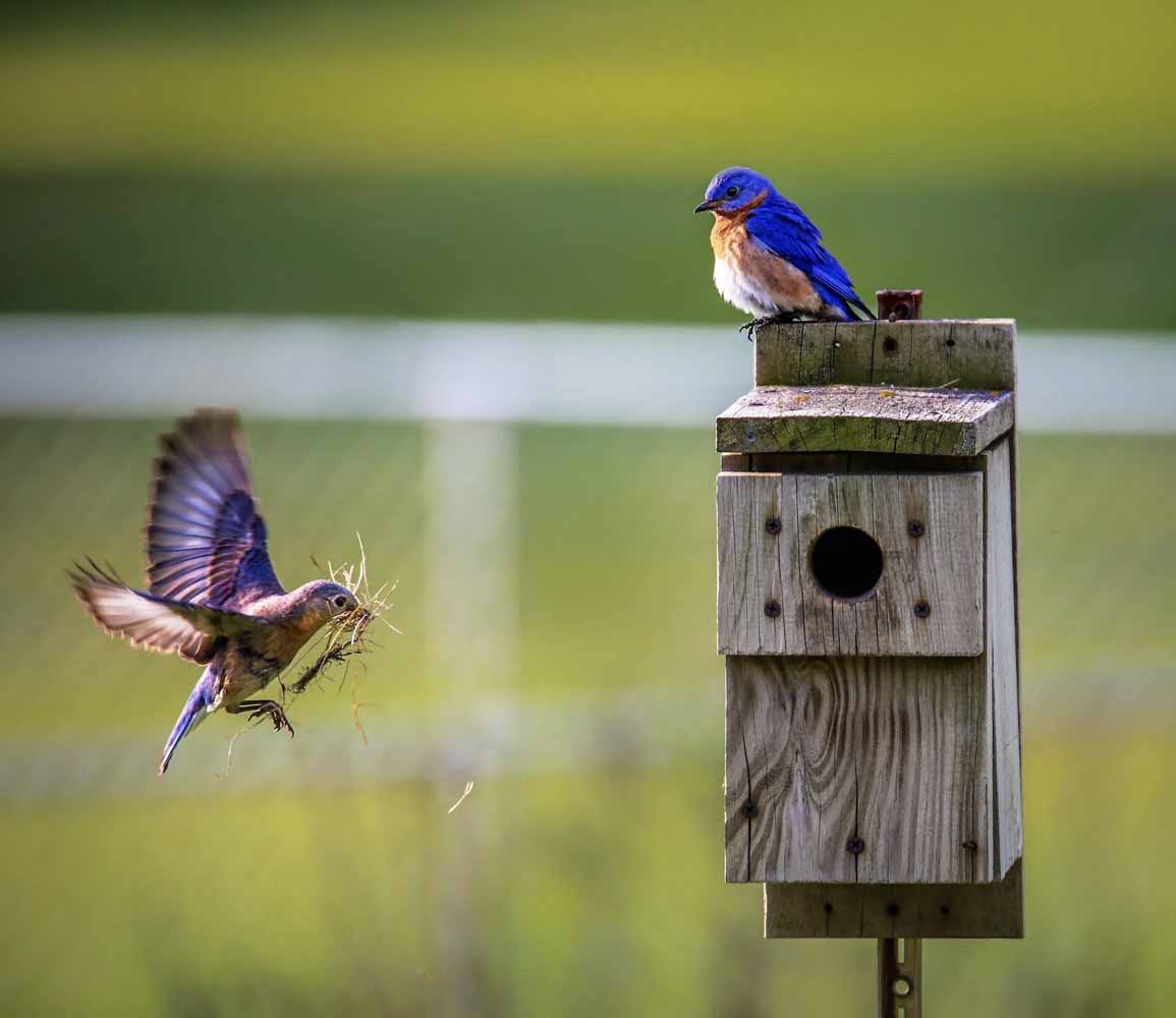 Brown bird flying towards wooden nesting box with nesting materials while her mate watches on