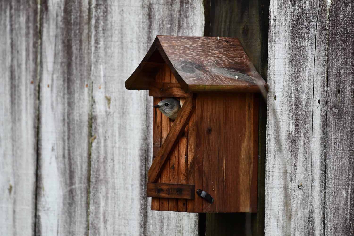 Bird sticking its head out of a wooden nesting box hold