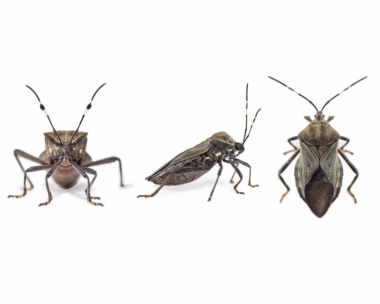 Front, side, and top view of a kissing (triatomine) bug