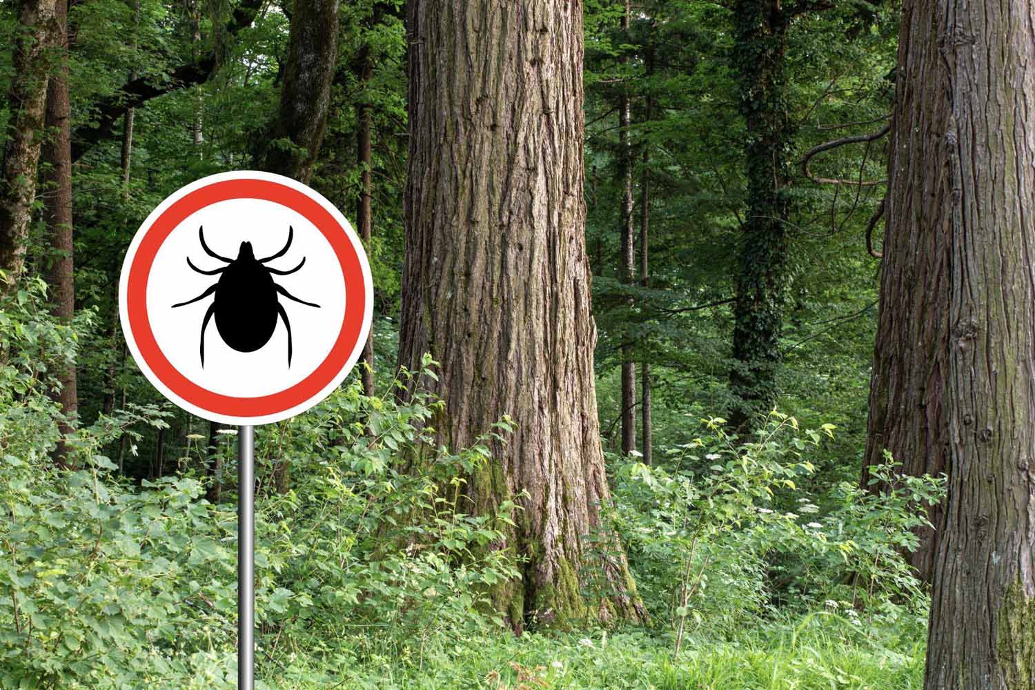 Tick insect warning sign in infected forest. Lyme disease and meningitis transmitter.