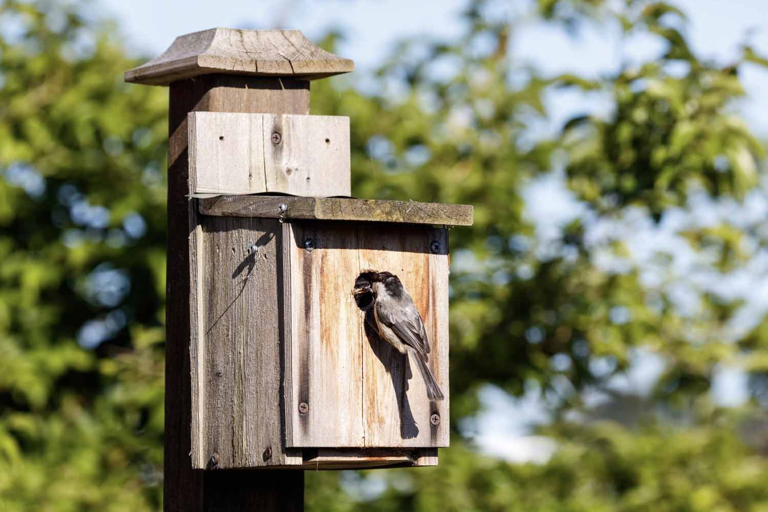  Image alt: Two birds using a wooden nesting box