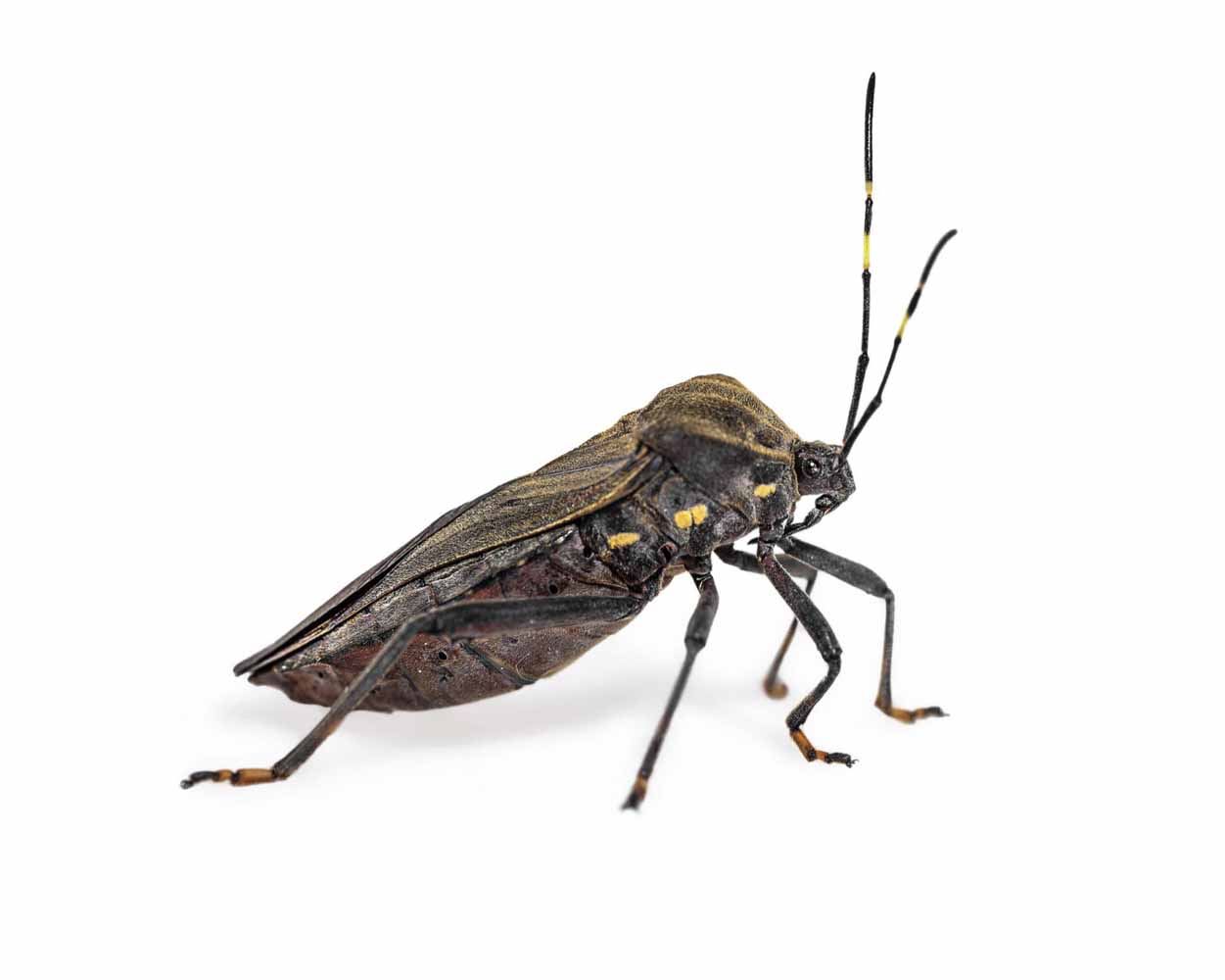 Closeup of a kissing bug