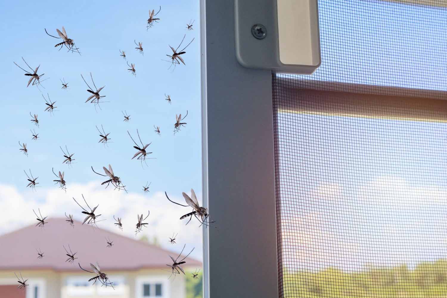 Swarm of mosquitoes flying into a house after a screen door was left open