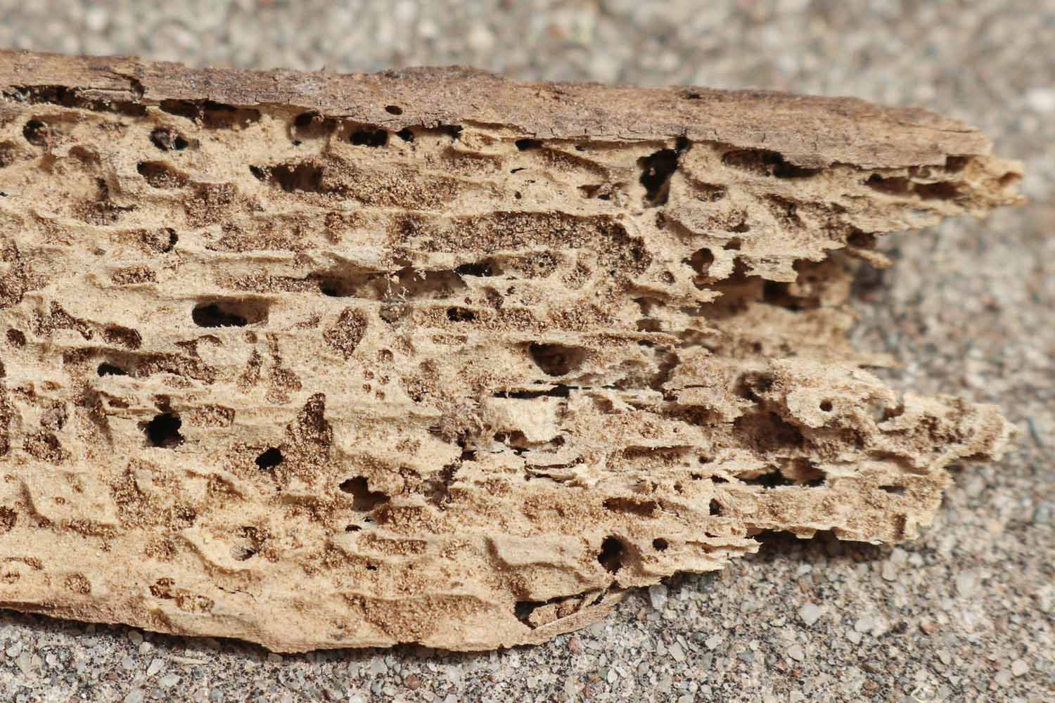 Termite damaged timber showing holes and tunnels made by the wood chewing insects