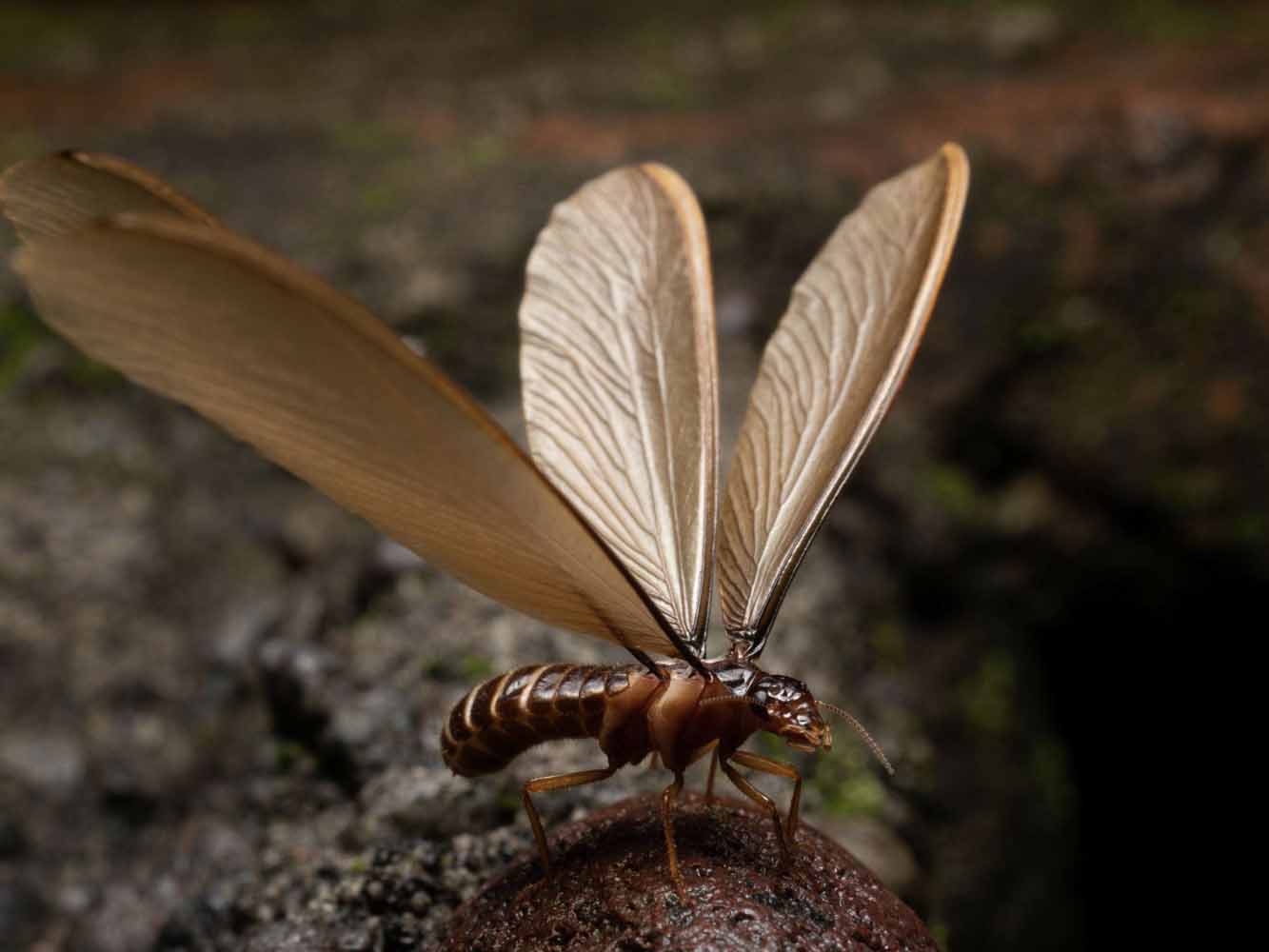 Closeup of termite alate, aka swarmer