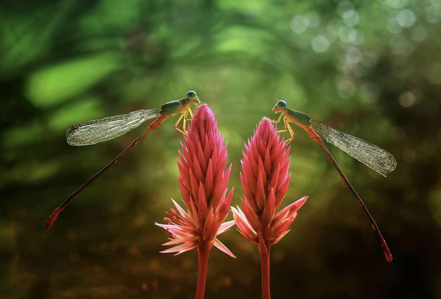 Two damselflies sitting on top of 2 pink flowers on a blurred green background